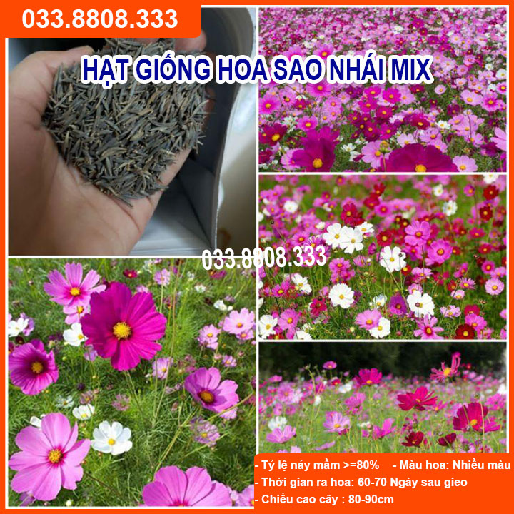 Hạt giống hoa sao nháy mix cực dễ trồng