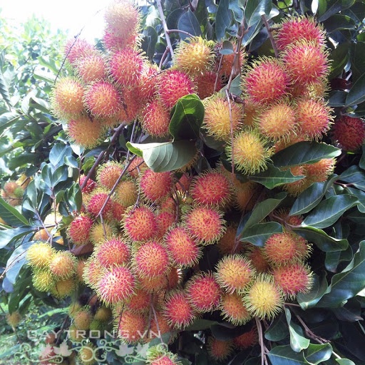 Cây giống chôm chôm tróc siêu sớm