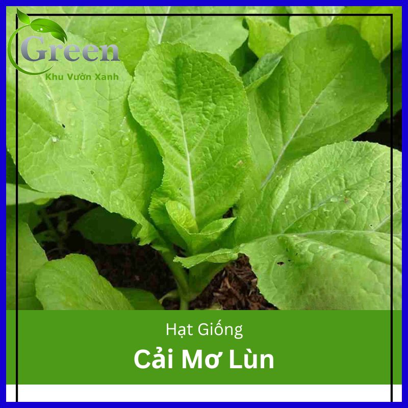 Hạt giống cải mơ lùn