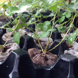Combo 50 cây dâu ngó Đá Mỹ Đà Lạt - Dâu kiểng
