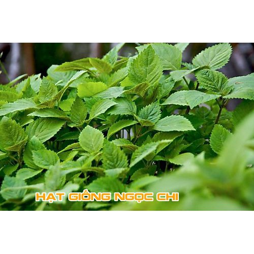 Hạt Giống Rau Kinh Giới (Rau Thơm, Rau Gia Vị) - 5Gr