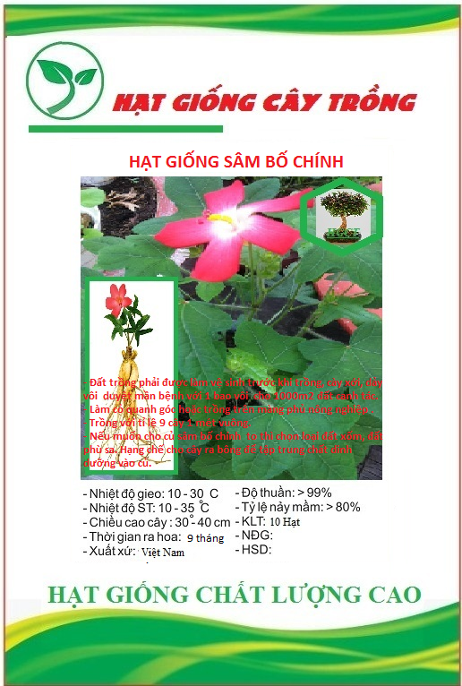 Hạt giống sâm bố chính ct64 - gói 10 hạt