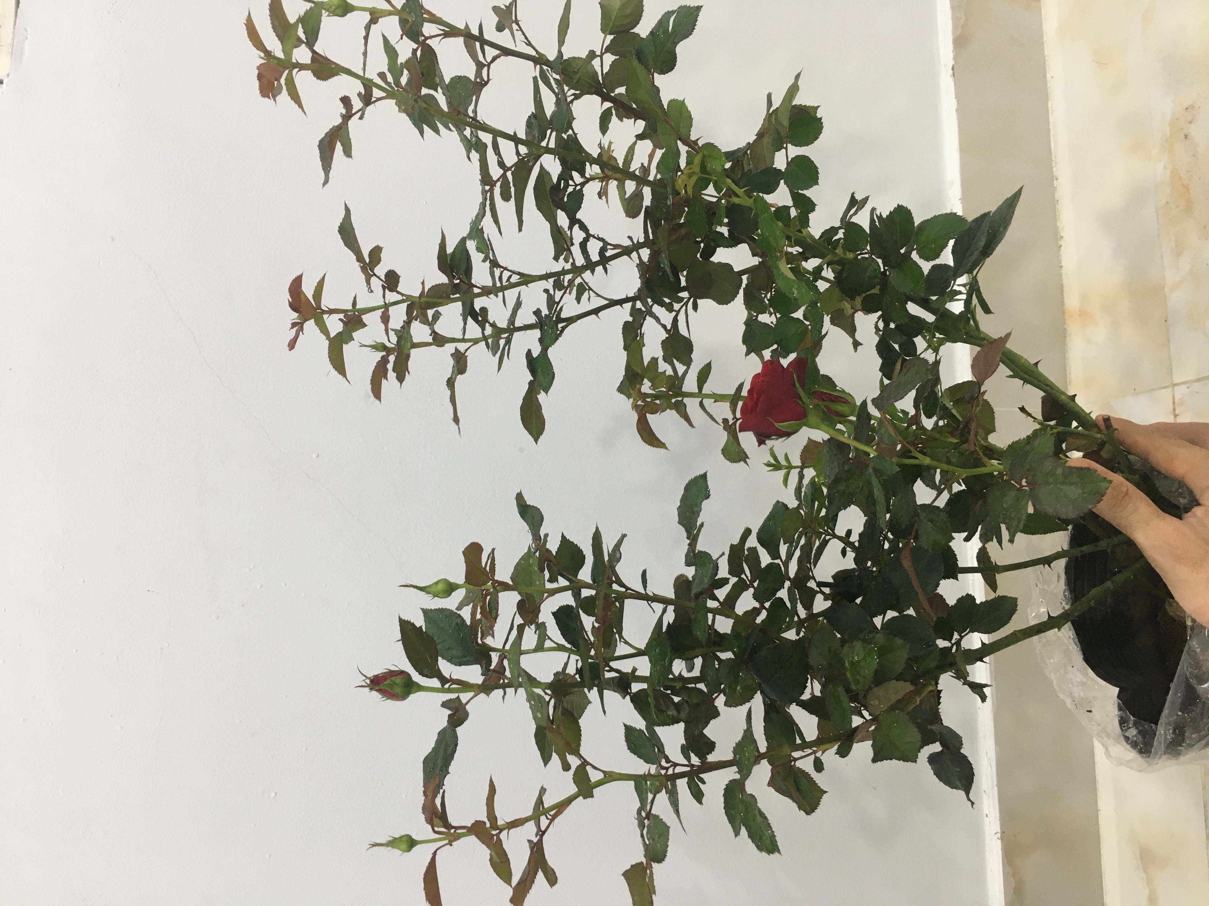 Hoa hồng ngoại nb Tezza đỏ Rose size trung