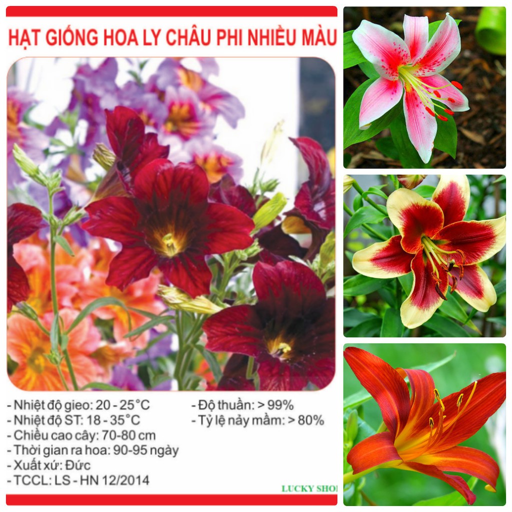 Hạt giống hoa ly châu phi nhiều màu - 50 hạt