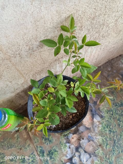 Hoa hồng aunt margy
