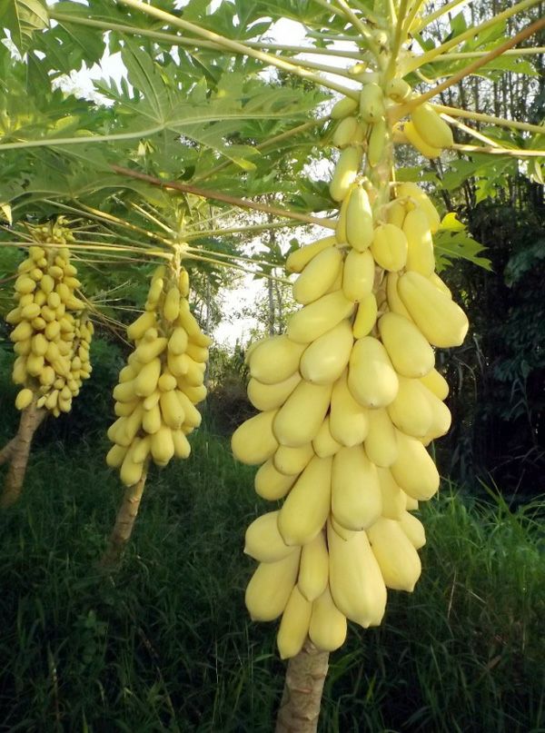 cây giống đu đủ vàng cao sản