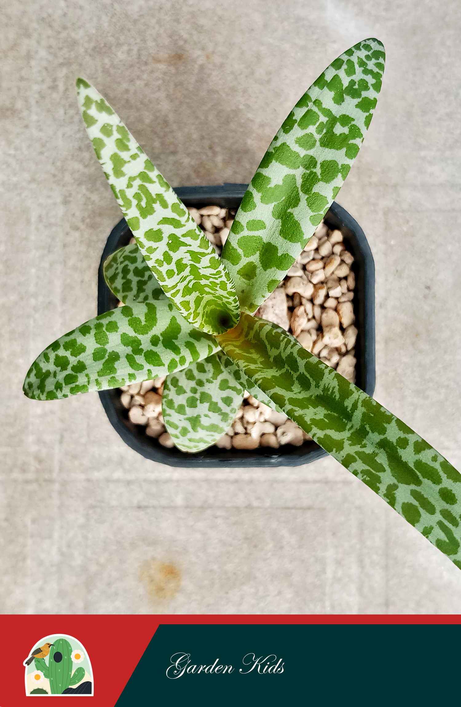 Sen đá hồ lô (Silver Squill)
