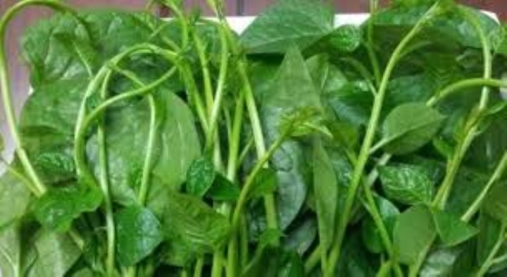 hạt giốnrau mùng tơi 10 gram