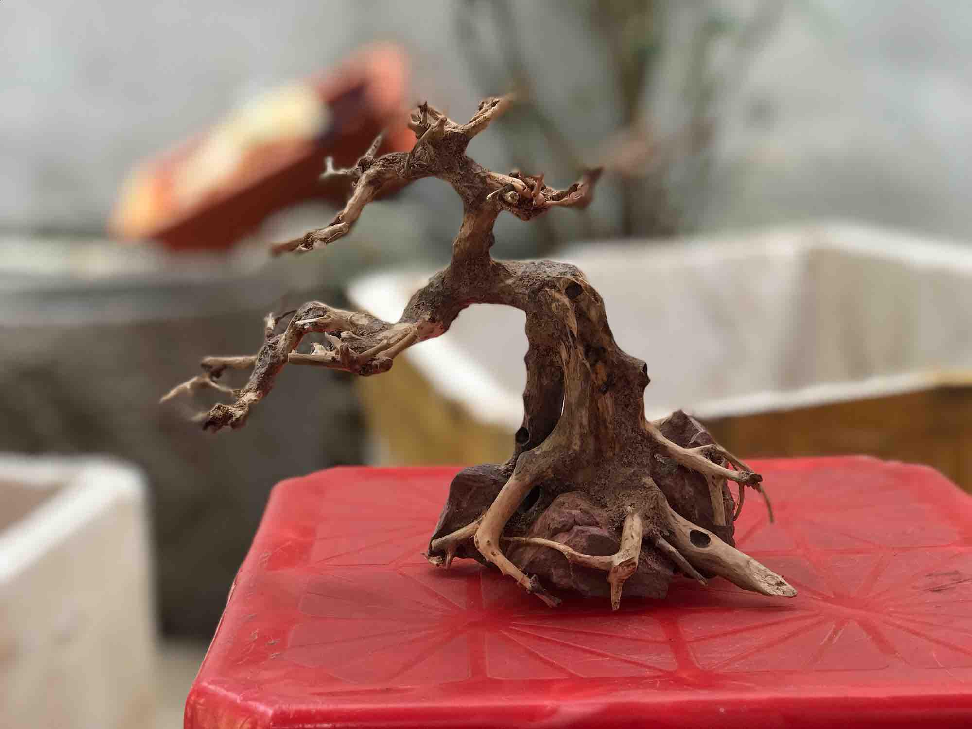 Cây bonsai C20xD20