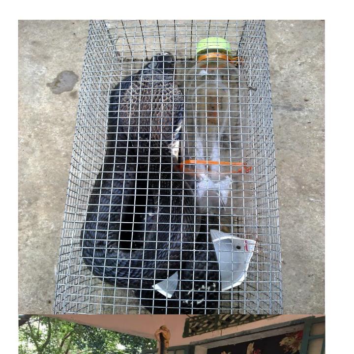 Mồi dụ rắn