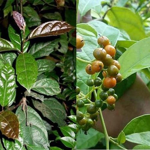 cây xạ đen khô 1kg