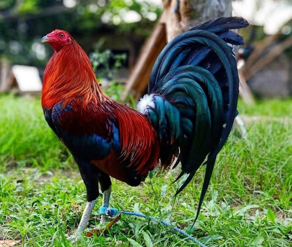 10 Trứng Gà Nòi Mỹ