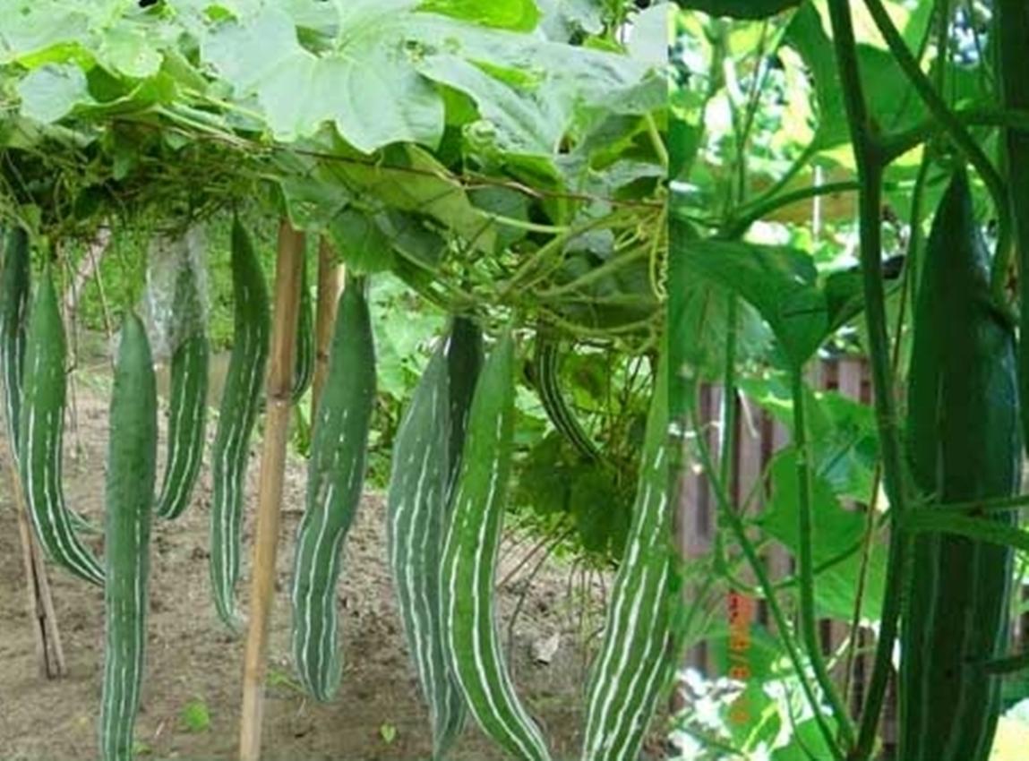 Hạt giống Mướp Rắn Qủa Dài, mướp nhật - Gói lớn nhiều hạt - Tặng gói kích nảy mầm