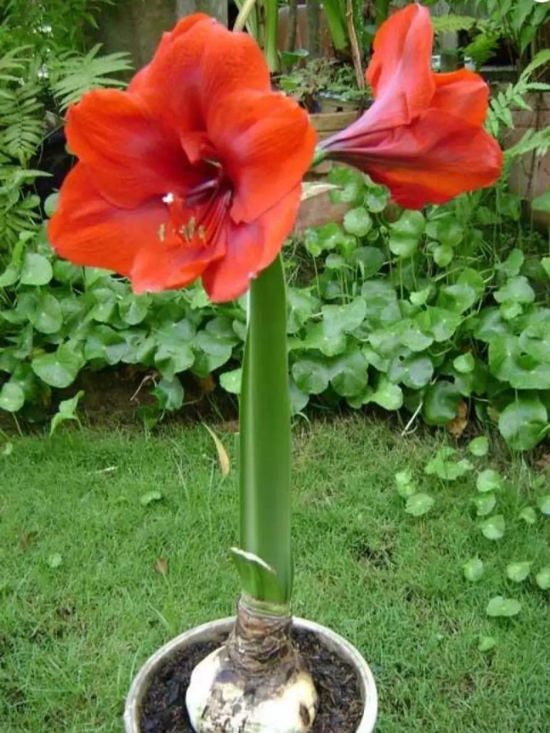 5 củ giống hoa huệ kép màu đỏ