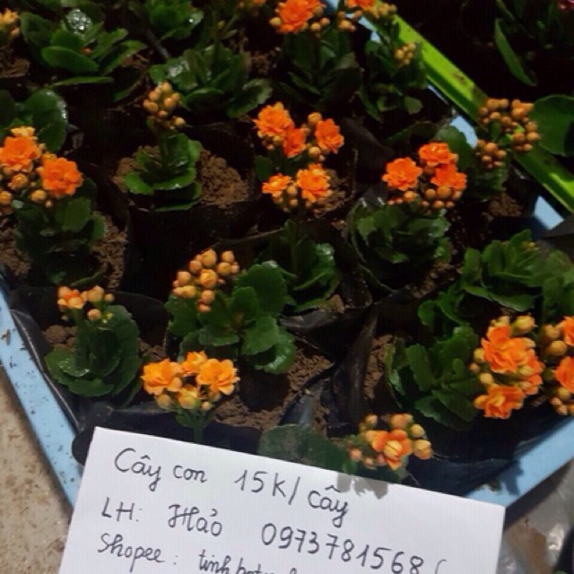 Cây sống đời thái kép đủ màu cam kết sống 100%