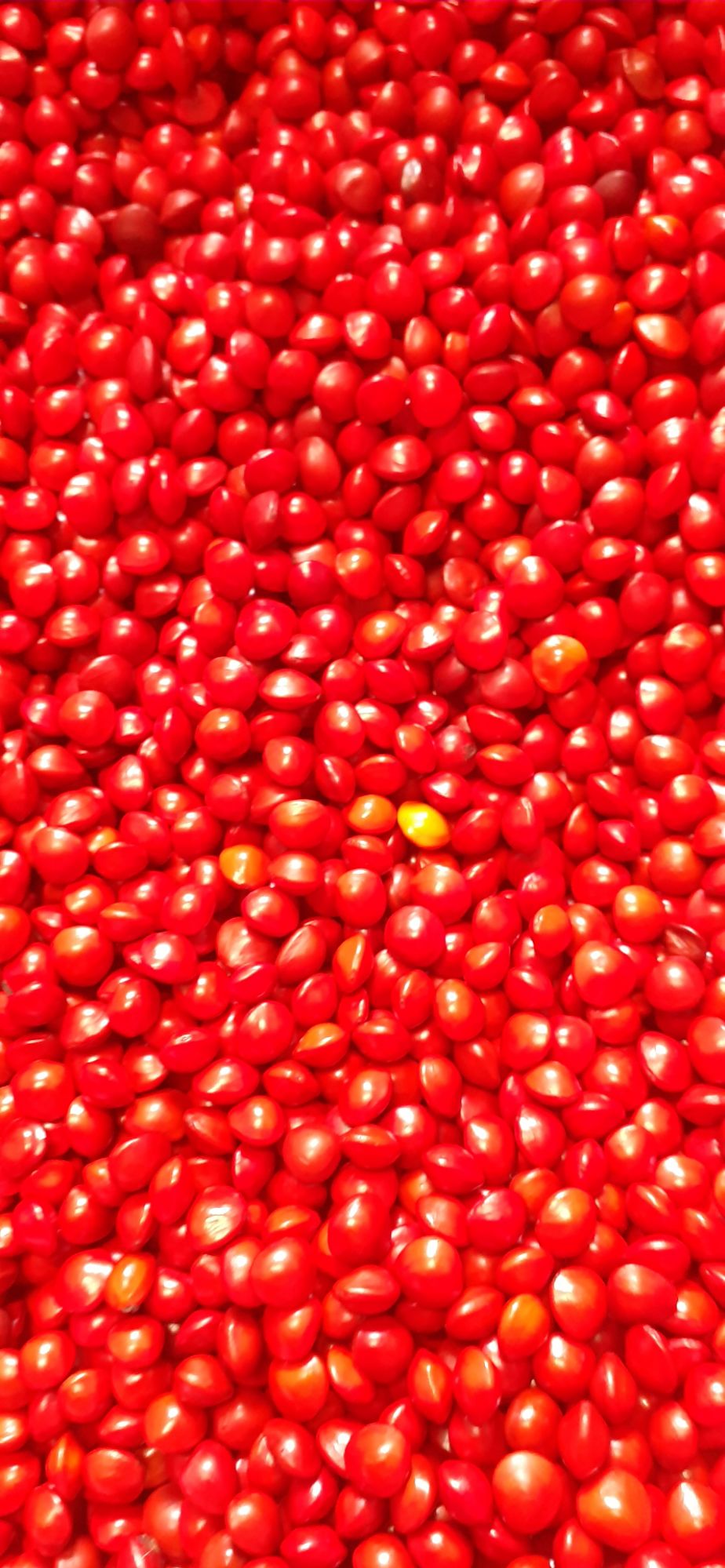 500 gram hạt cẩm lai đỏ