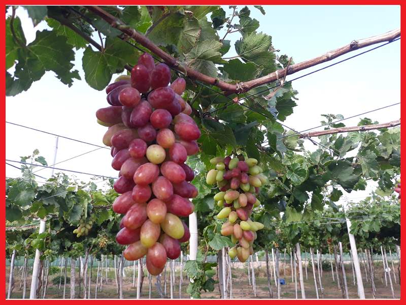 2 cây giống nho Ninh Thuận - C015