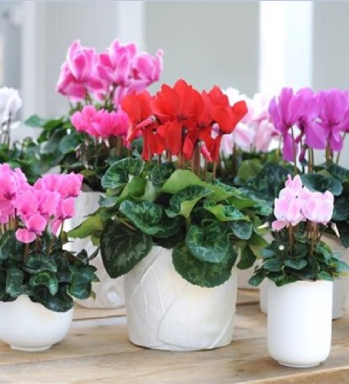 "Gói 5 Hạt " Hạt giống hoa Anh thảo Mix màu