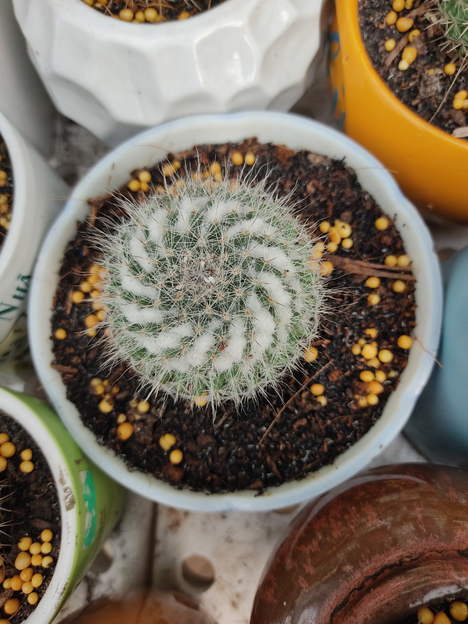 Xương rồng bánh sinh nhật (nhiều size)