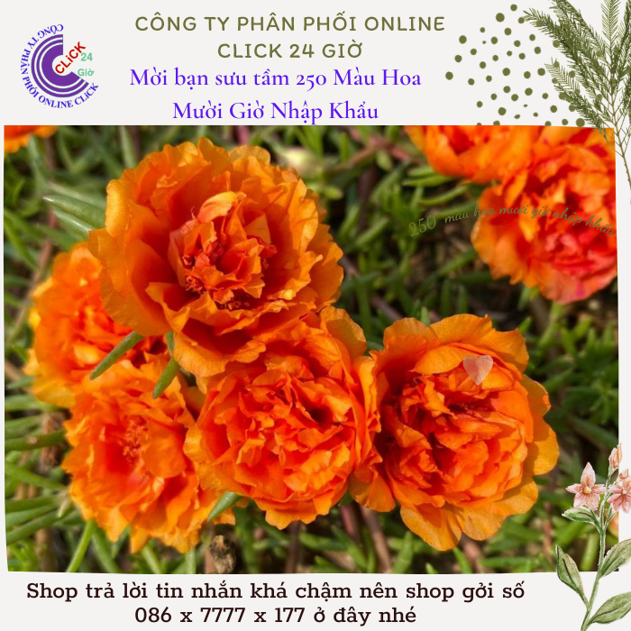 Hoa Mười Giờ Cam Cà Rốt hoa mười giờ 0776849238