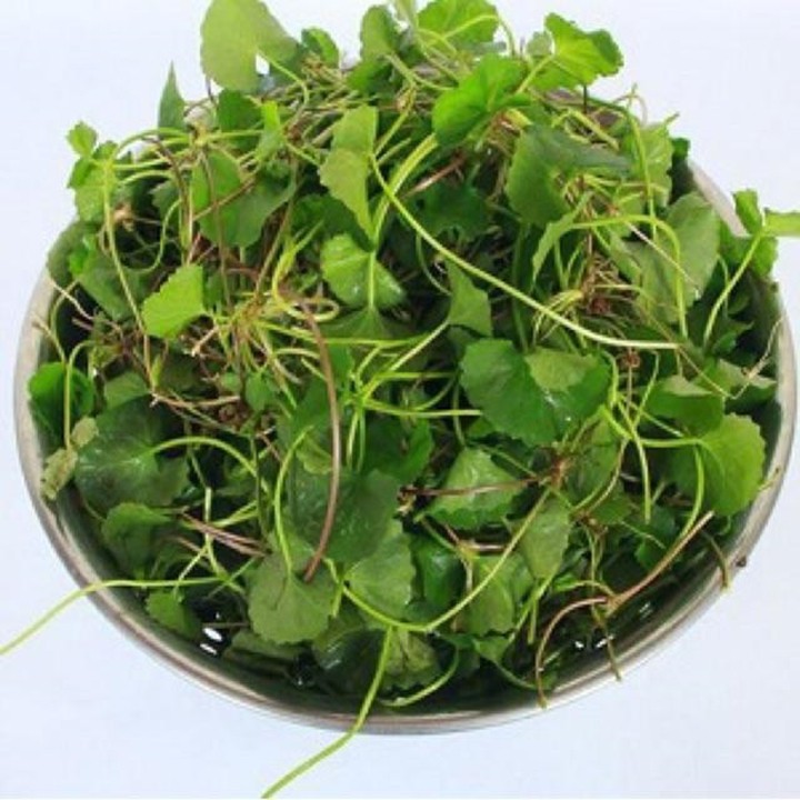 Hạt Giống Rau Má 58 Phú Nông - 2g