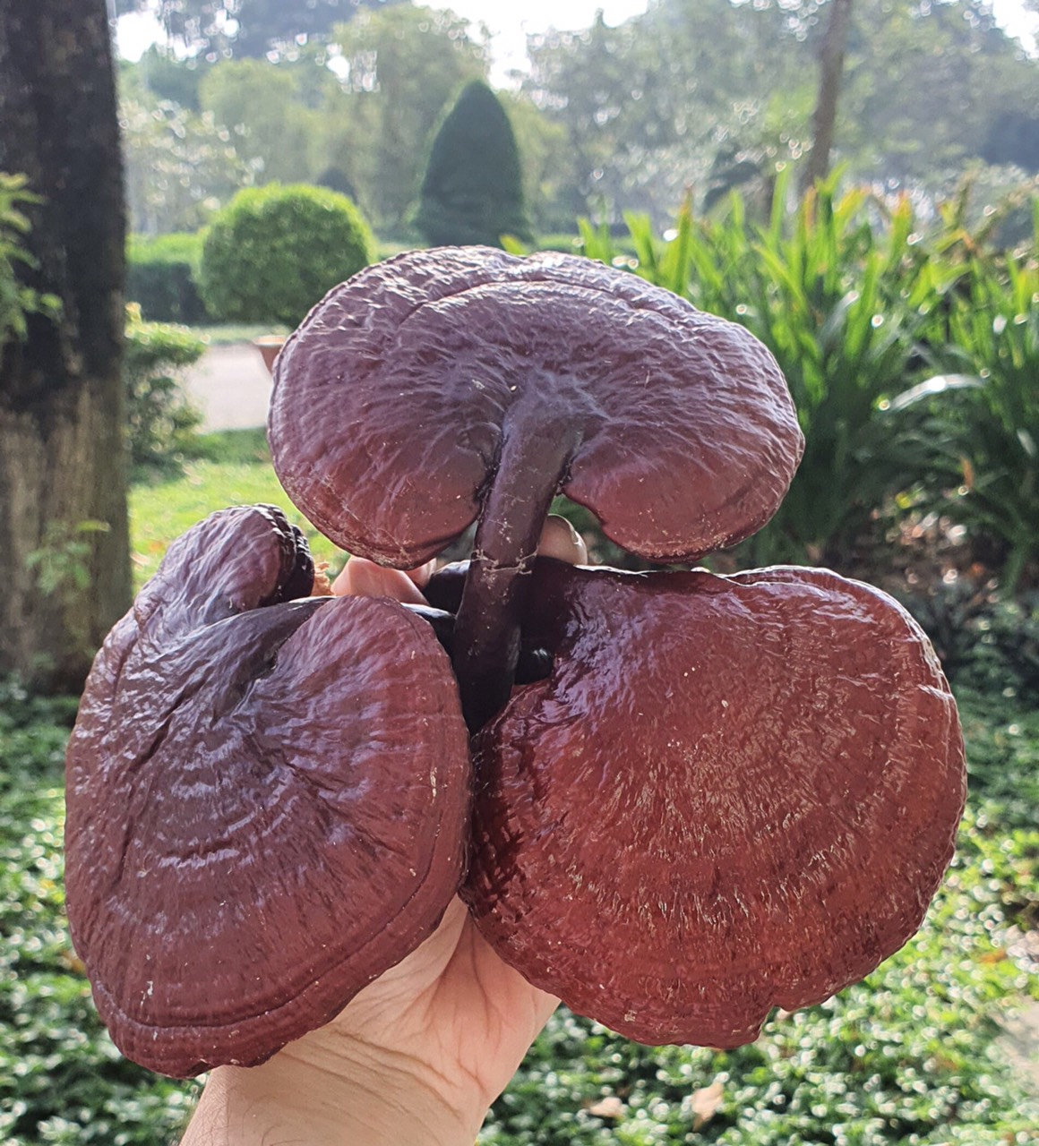 Nấm Linh chi 200g sấy hút chân không (Reishi mushroom)