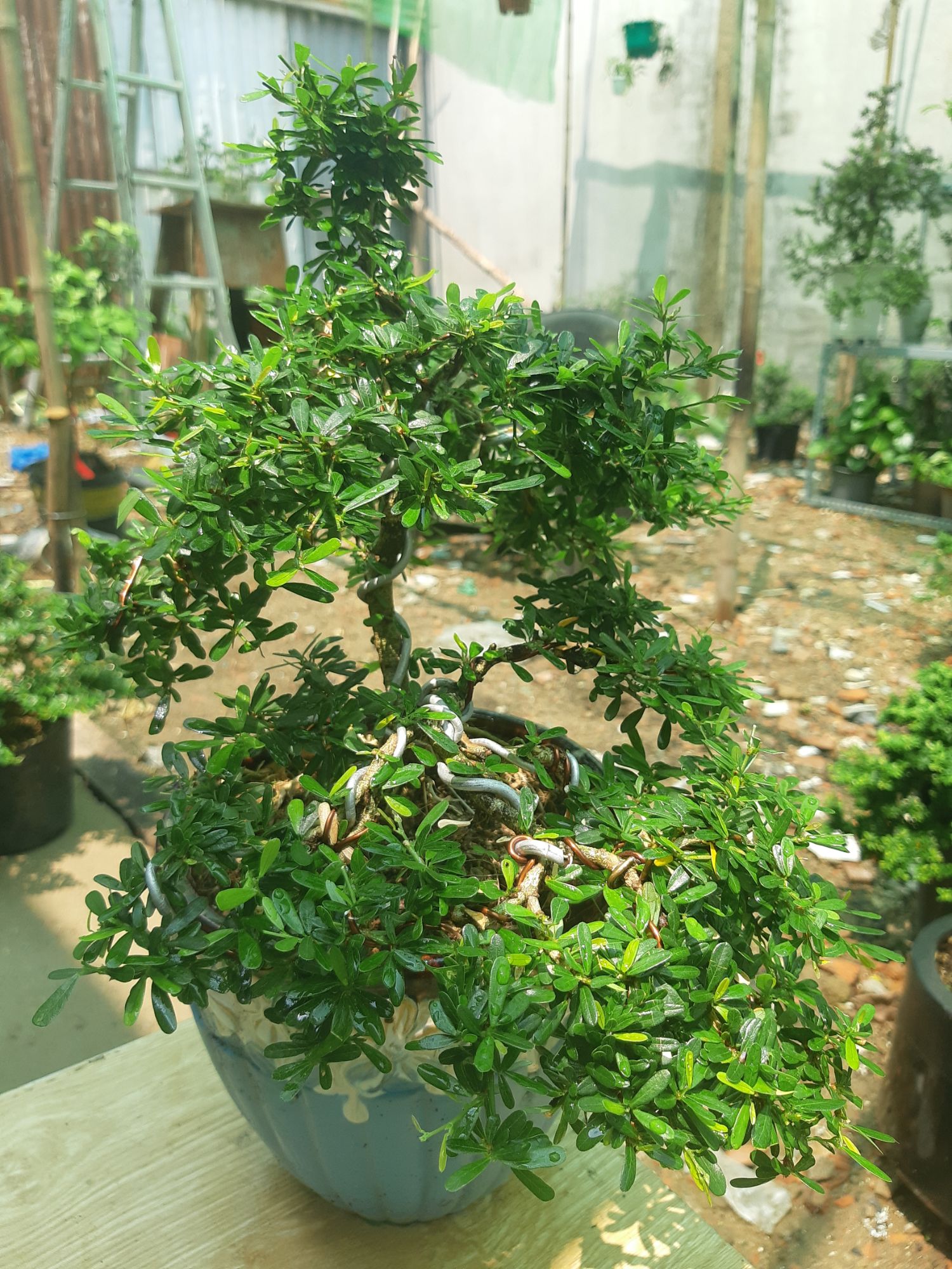 linh sam bonsai dáng đẹp TẶNG CHẬU