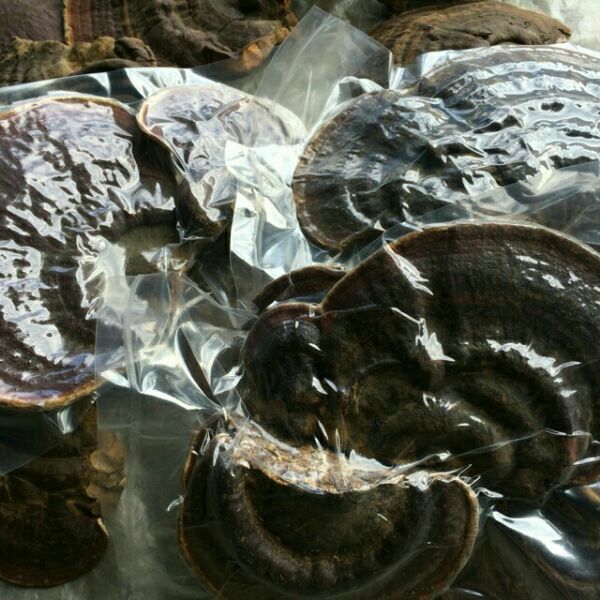 500g nấm linh chi rừng