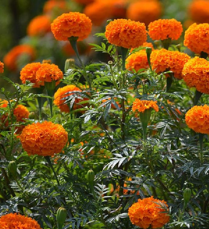 Set of 2 Packages of Marigold Seeds (1 Package of American Marigold + 1 Package of French Marigold) - Vtnt1