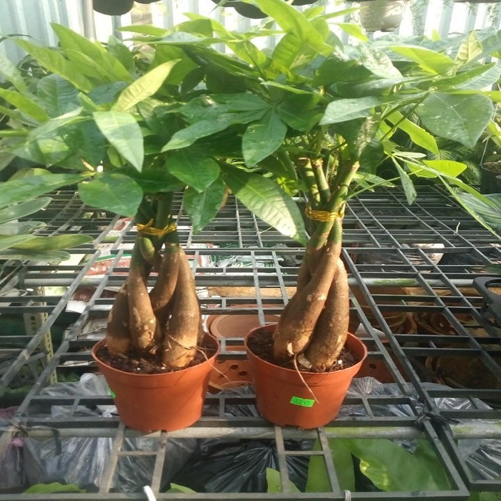 cây kim ngân thắt bính 5