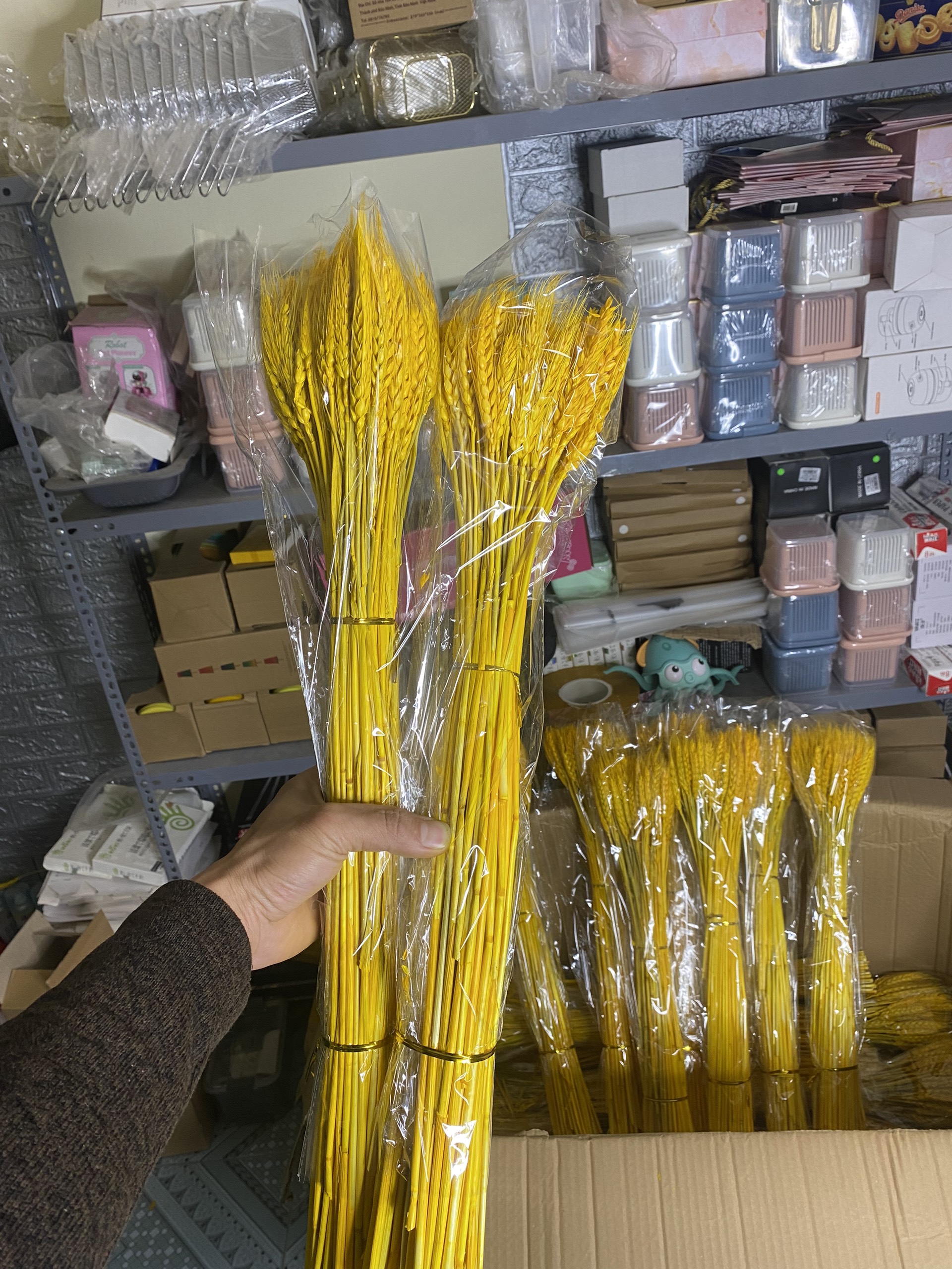 Hoa Lúa Mạch Khô Thật 100 Bông Màu Vàng , Bông Hoa Lúa Mạch Trang Trí Decor
