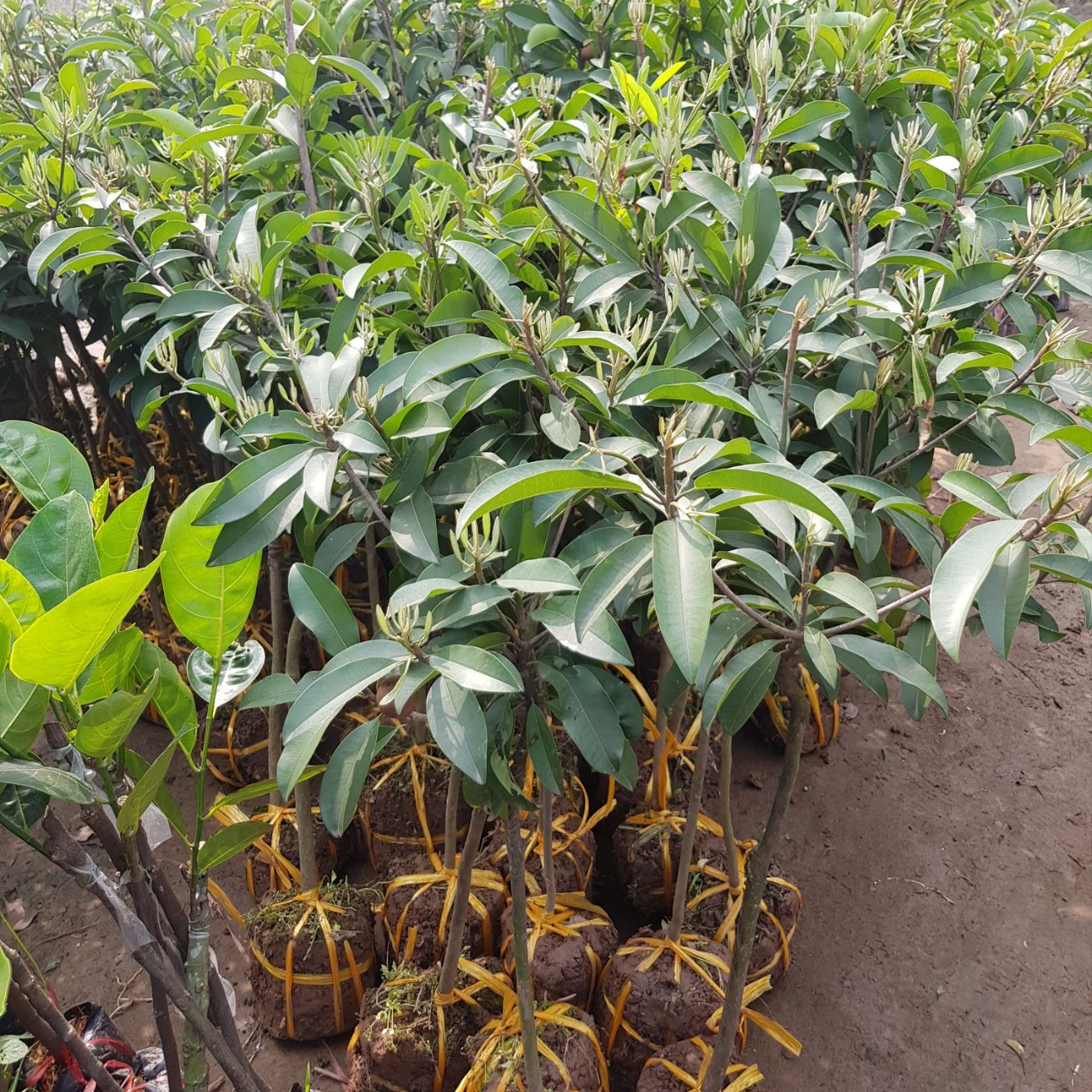 Cây giống hồng xiêm xoài