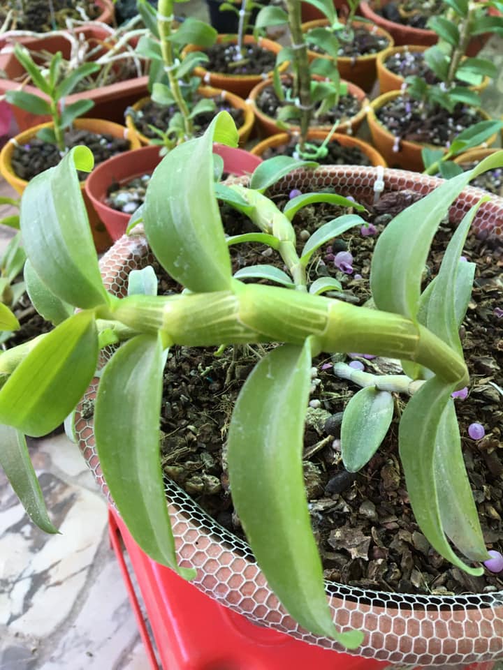 Hoa lan phi điệp 5ct cây giống 5-8 cm