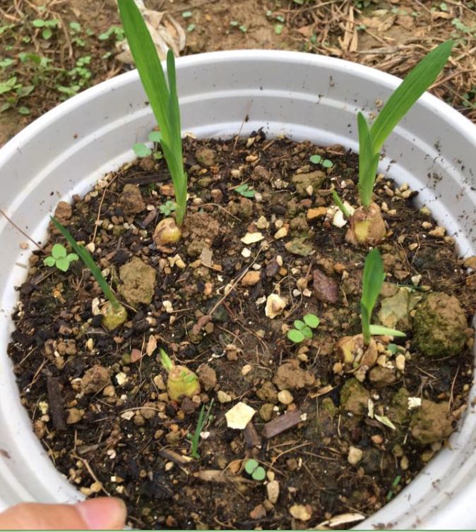White South African Orchid Bulbs (1 Bulb with 1 Seedling Capsule)