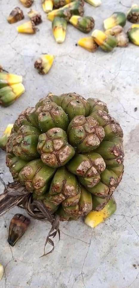 Trái dứa rừng khô (1kg)
