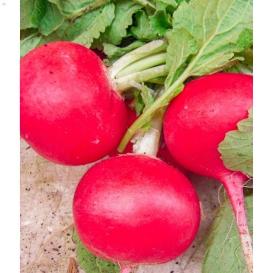 Hạt củ cải đỏ tròn F1 - gói 5 gram