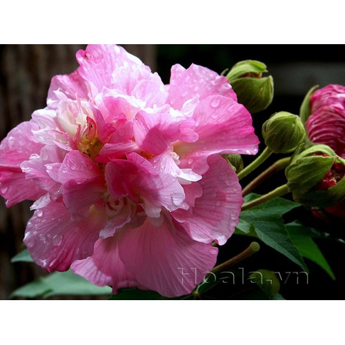 CHẬU CÂY GIỐNG HOA PHÙ DUNG