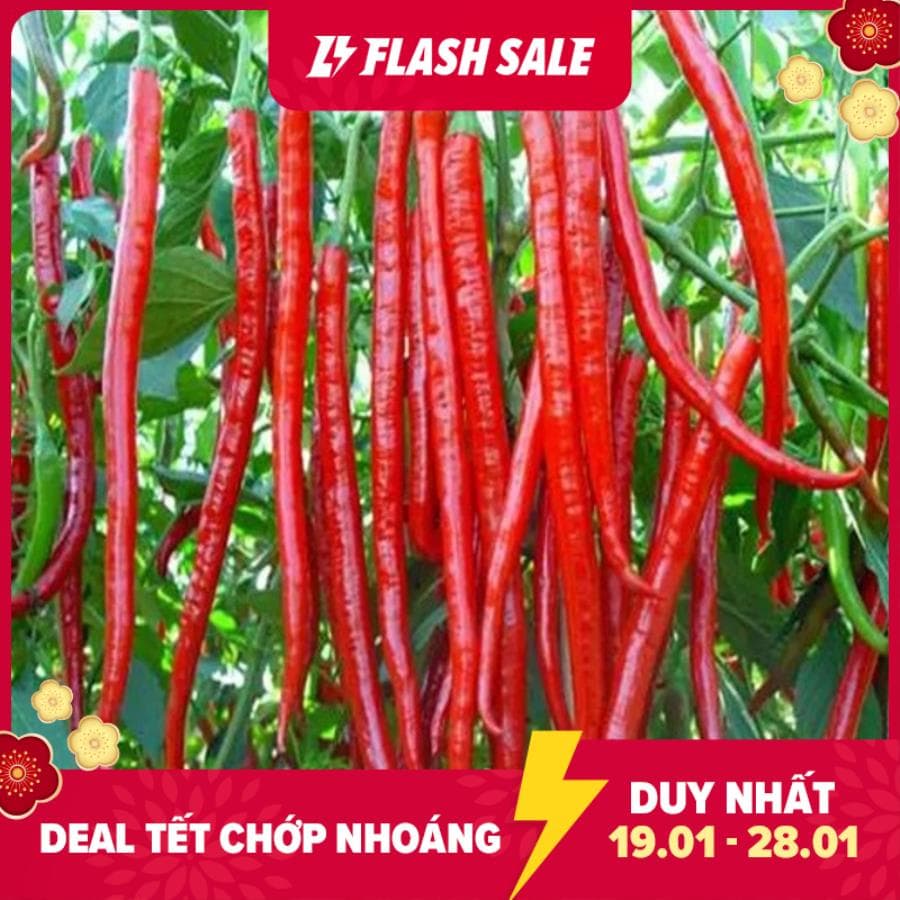 HG17A Hạt giông ớt dài hàn quốc 10 hạt