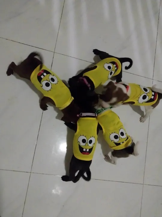 Áo chó mèo hình Spongebod - Cậu bé bọt biển