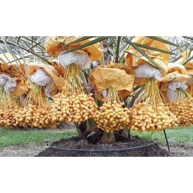 Cây giống chà là siêu lùn trái to quả ngọt