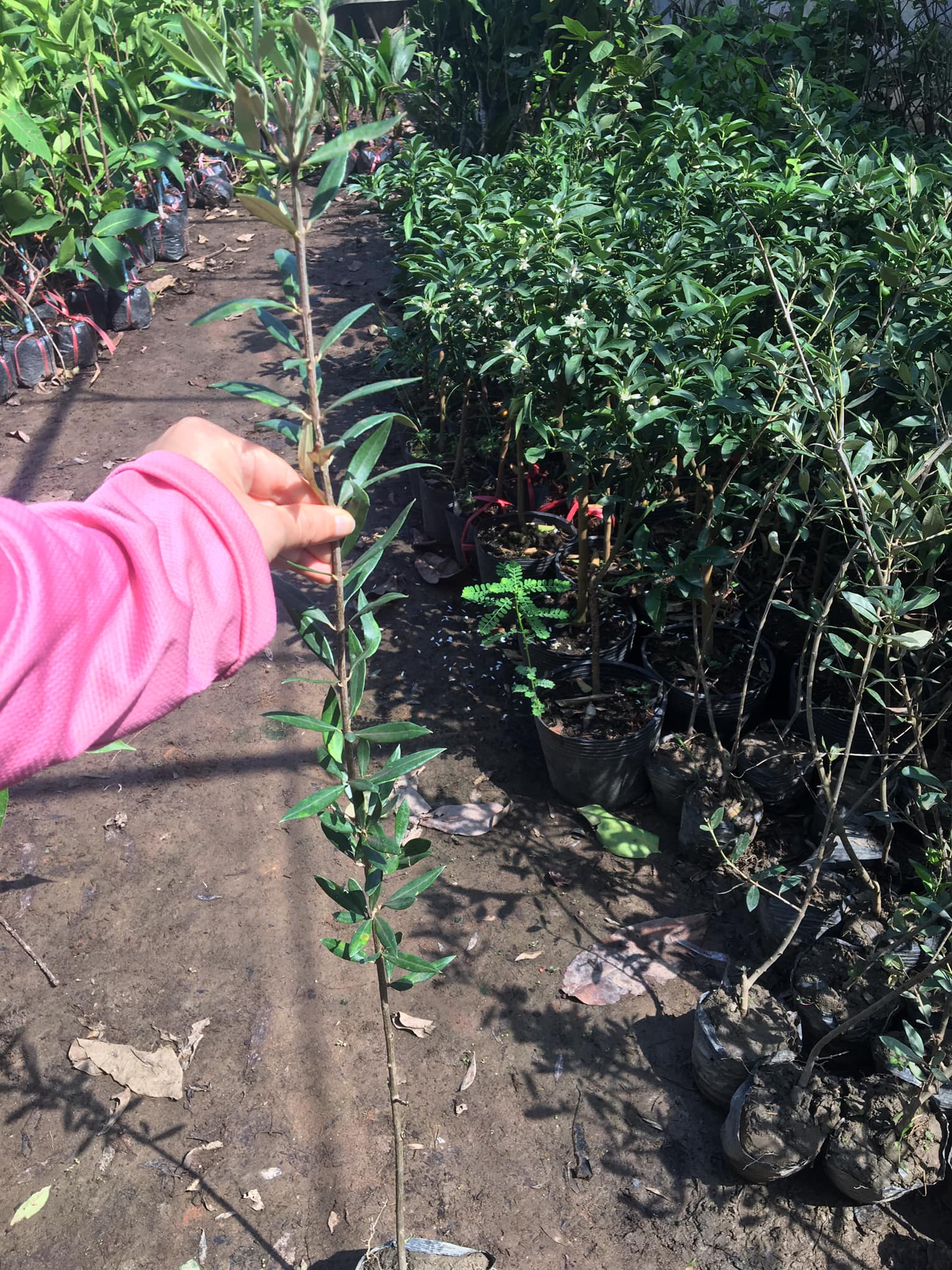 Cây giống oliu đen ăn quả nhập khẩu (cây giống olive đen ăn quả)