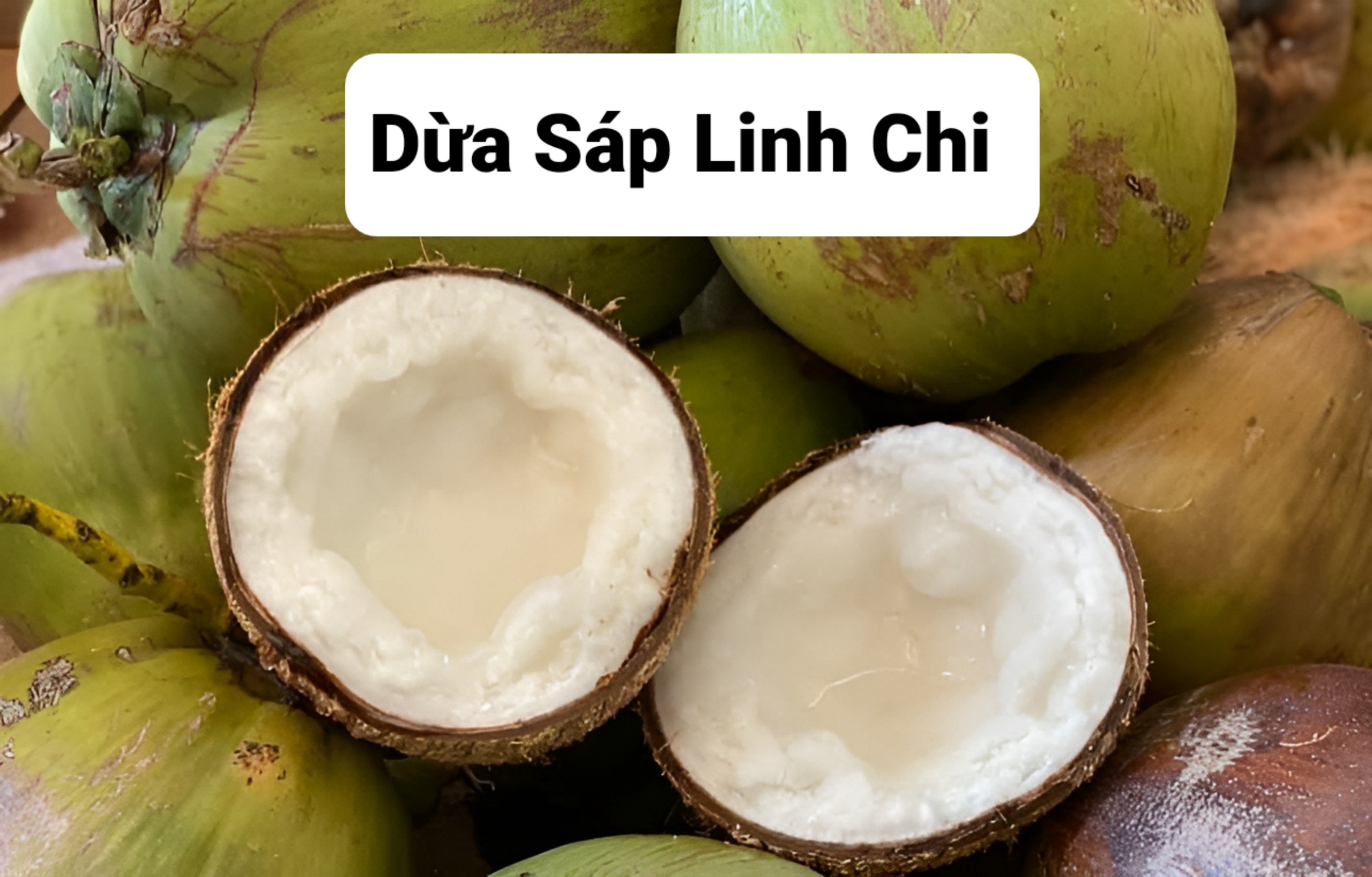 Dừa Sáp Loại 1 Đặc Ruột