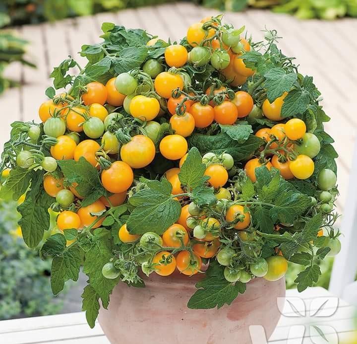 Hạt giống cà chua bi lùn vàng 30 hạt/gói - ( TẶNG gói kích thích hỗ trợ hạt nảy mầm)