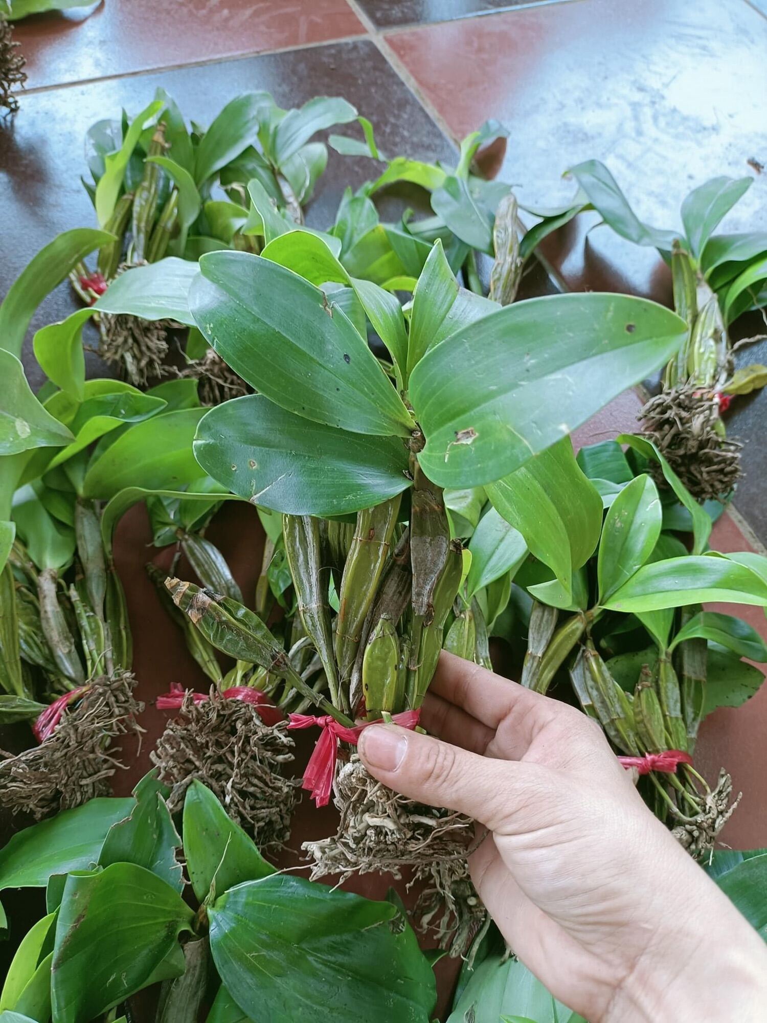 Hoa Lan kiều vuông(1 bó hình cuối) vv
