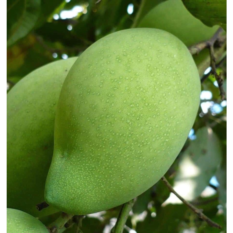 Cây giống Xoài Tứ Quý ( CÂY GHÉP MAU TRÁI ) ( sản phẩm có bảo hành đỏi trả)