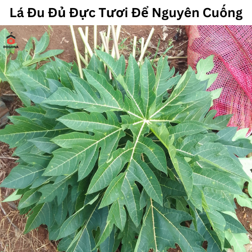 Lá Cây Đu Đủ Đực Tươi 500 gam.
