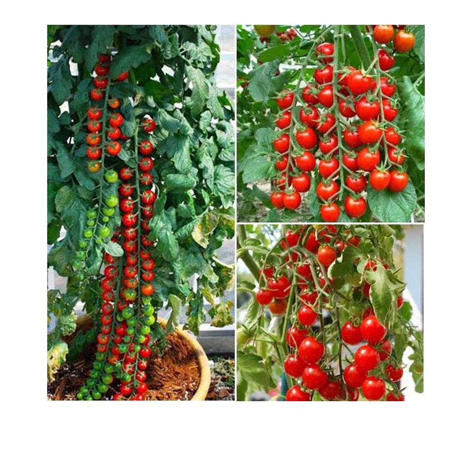 Hạt Giống Cà Chua Chuỗi Ngọc ( Cà Chua Bi IDYII F1 )