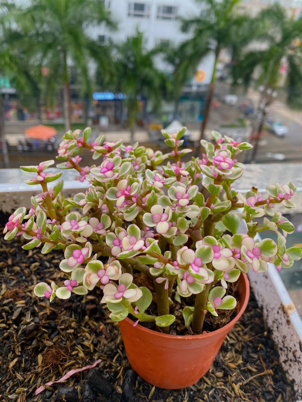 Sen Đá Đô La Hồng SUNNY GARDEN Xinh Xắn Dễ Chăm Sóc