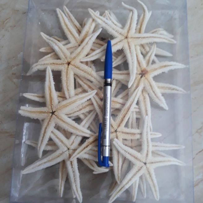 Combo 10 con sao biển