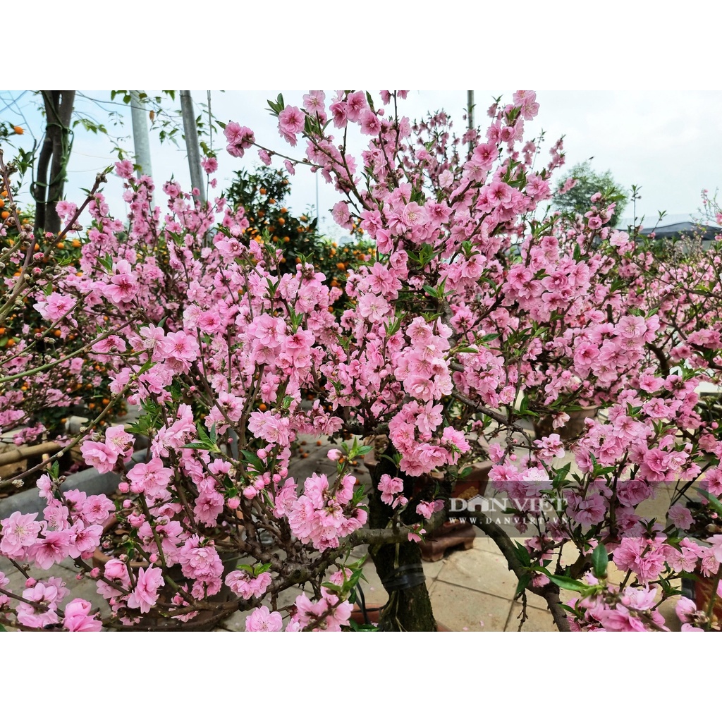 cây đào phải cổ mộc châu (đào hoa) - cây giống